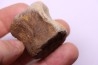 vertebra dinosaur hadrosaure : edmontosaure