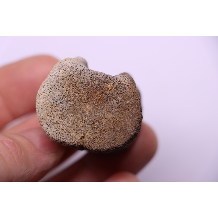 vertebra dinosaur hadrosaure : edmontosaure