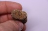 vertebra dinosaur hadrosaure : edmontosaure