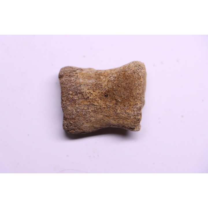 vertèbre de dinosaure HADROSAURE  edmontosaurus - Hell Creek  Fmt - crétacé supérieur - Montana - USA