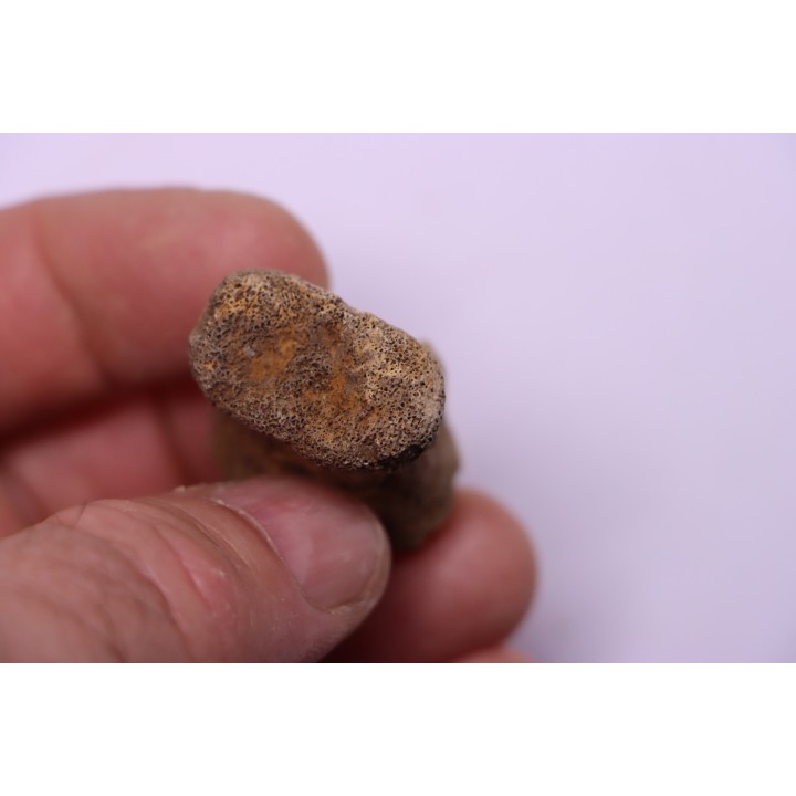 vertèbre de dinosaure HADROSAURE  edmontosaurus - Hell Creek  Fmt - crétacé supérieur - Montana - USA