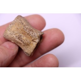 vertebra dinosaur hadrosaure : edmontosaure