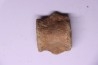 vertebra dinosaur hadrosaure : edmontosaure