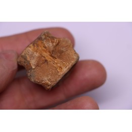 vertèbre de dinosaure HADROSAURE  edmontosaurus - Hell Creek  Fmt - crétacé supérieur - Montana - USA