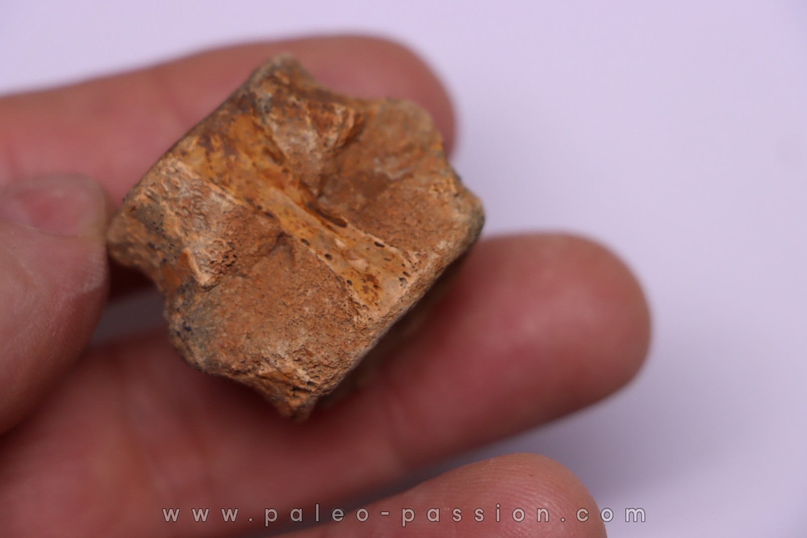 vertèbre de dinosaure HADROSAURE edmontosaurus - Hell Creek Fmt - crétacé supérieur - Montana - USA