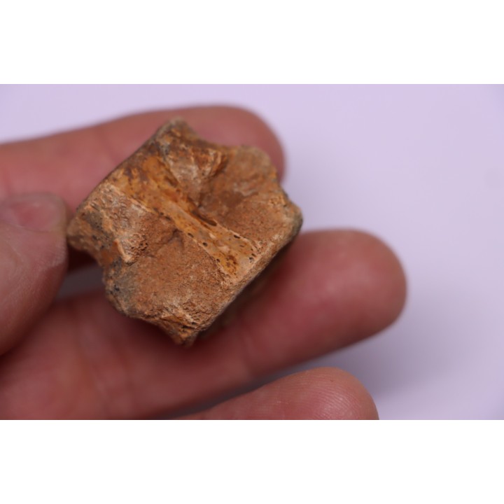 vertebra dinosaur hadrosaure : edmontosaure