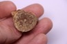 vertebra dinosaur hadrosaure : edmontosaure