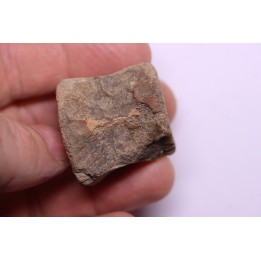 vertèbre de dinosaure HADROSAURE  edmontosaurus - Hell Creek  Fmt - crétacé supérieur - Montana - USA