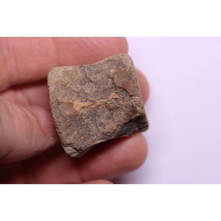 vertebra dinosaur hadrosaure : edmontosaure