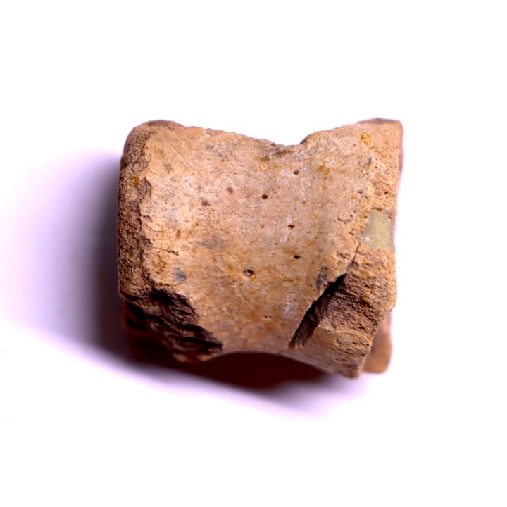 vertebra dinosaur hadrosaure : edmontosaure