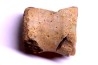 vertebra dinosaur hadrosaure : edmontosaure