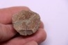 vertebra dinosaur hadrosaure : edmontosaure
