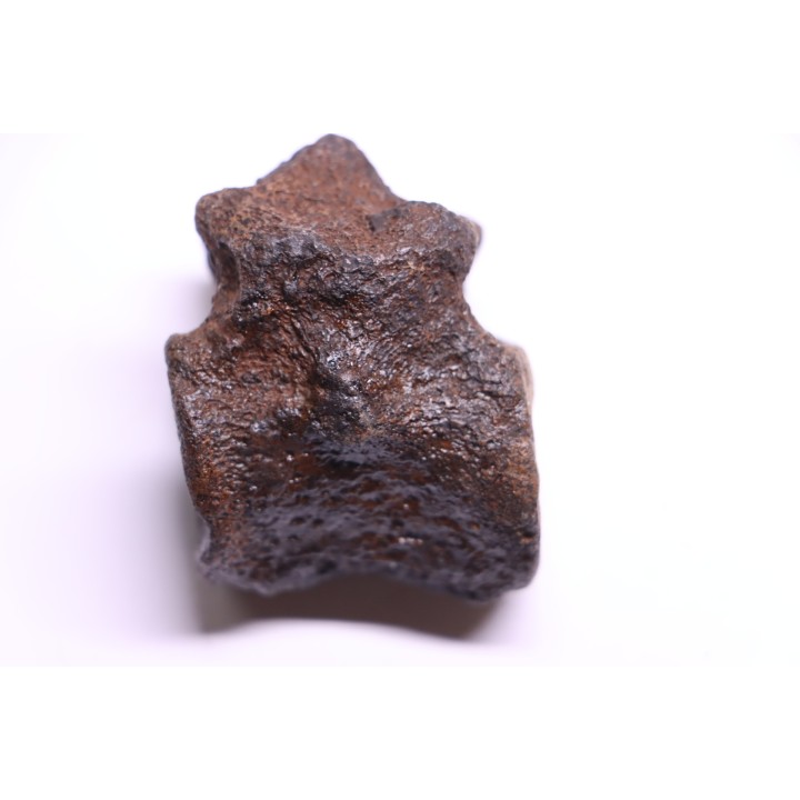 vertèbre de dinosaure HADROSAURE  edmontosaurus - Hell Creek  Fmt - crétacé supérieur - Montana - USA