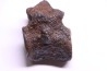 vertebra dinosaur hadrosaure : edmontosaure