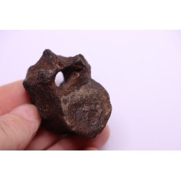 vertebra dinosaur hadrosaure : edmontosaure