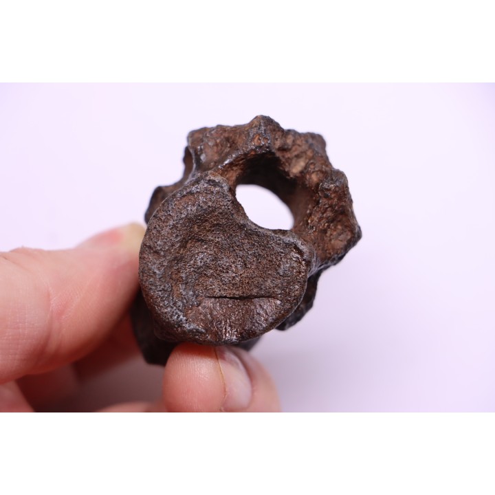 vertebra dinosaur hadrosaure : edmontosaure