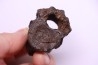 vertebra dinosaur hadrosaure : edmontosaure