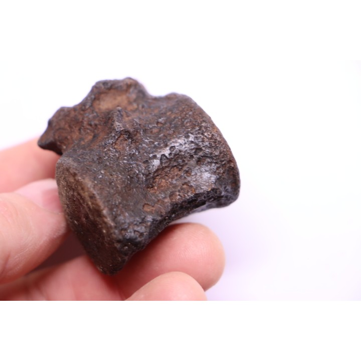 vertèbre de dinosaure HADROSAURE  edmontosaurus - Hell Creek  Fmt - crétacé supérieur - Montana - USA