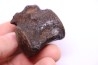 vertebra dinosaur hadrosaure : edmontosaure
