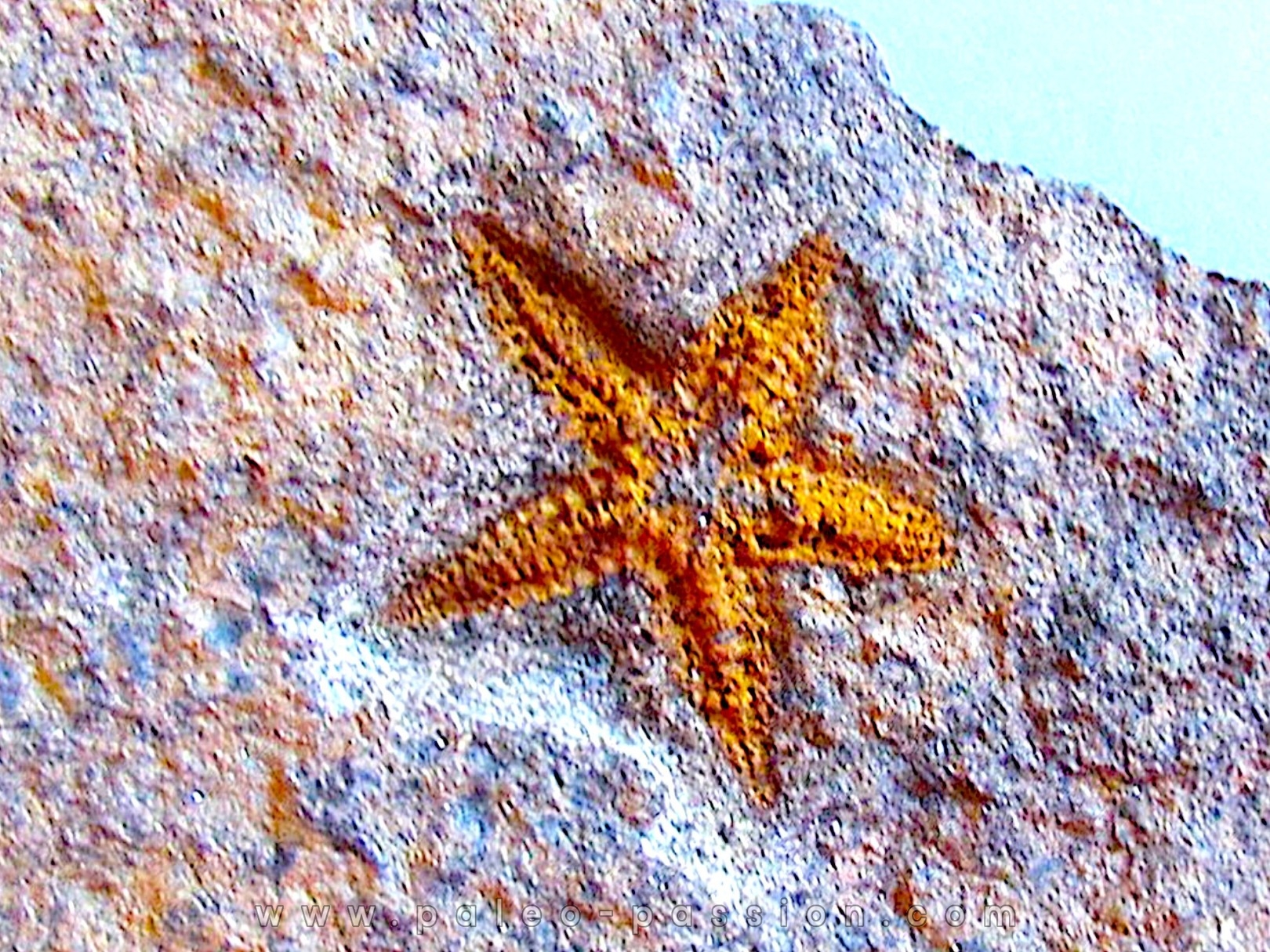 PROTOPALEASTER SP. (3)