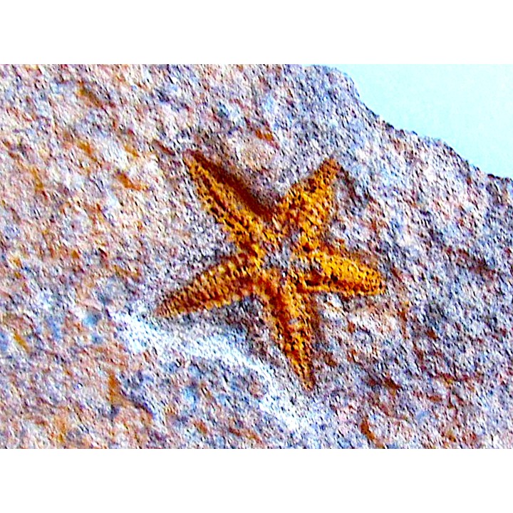 PROTOPALEASTER SP. (3)