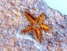 PROTOPALEASTER SP. (3)