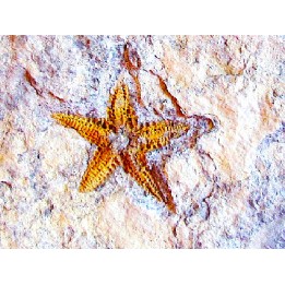 PROTOPALEASTER SP. (4)
