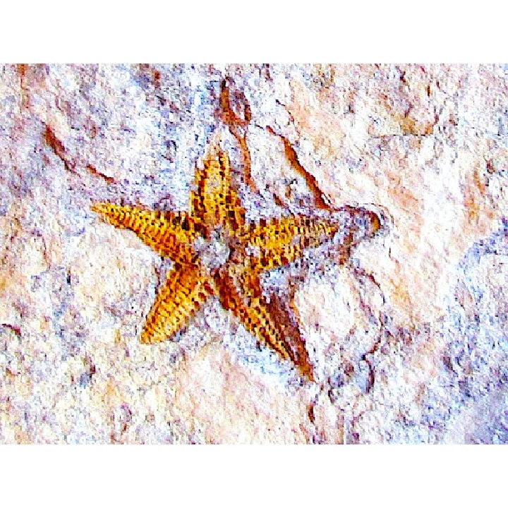 PROTOPALEASTER SP. (4)