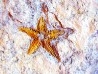 PROTOPALEASTER SP. (4)