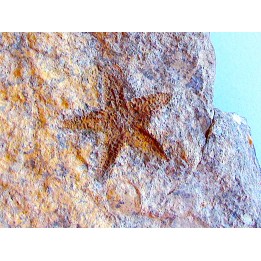 PROTOPALEASTER SP. (6)