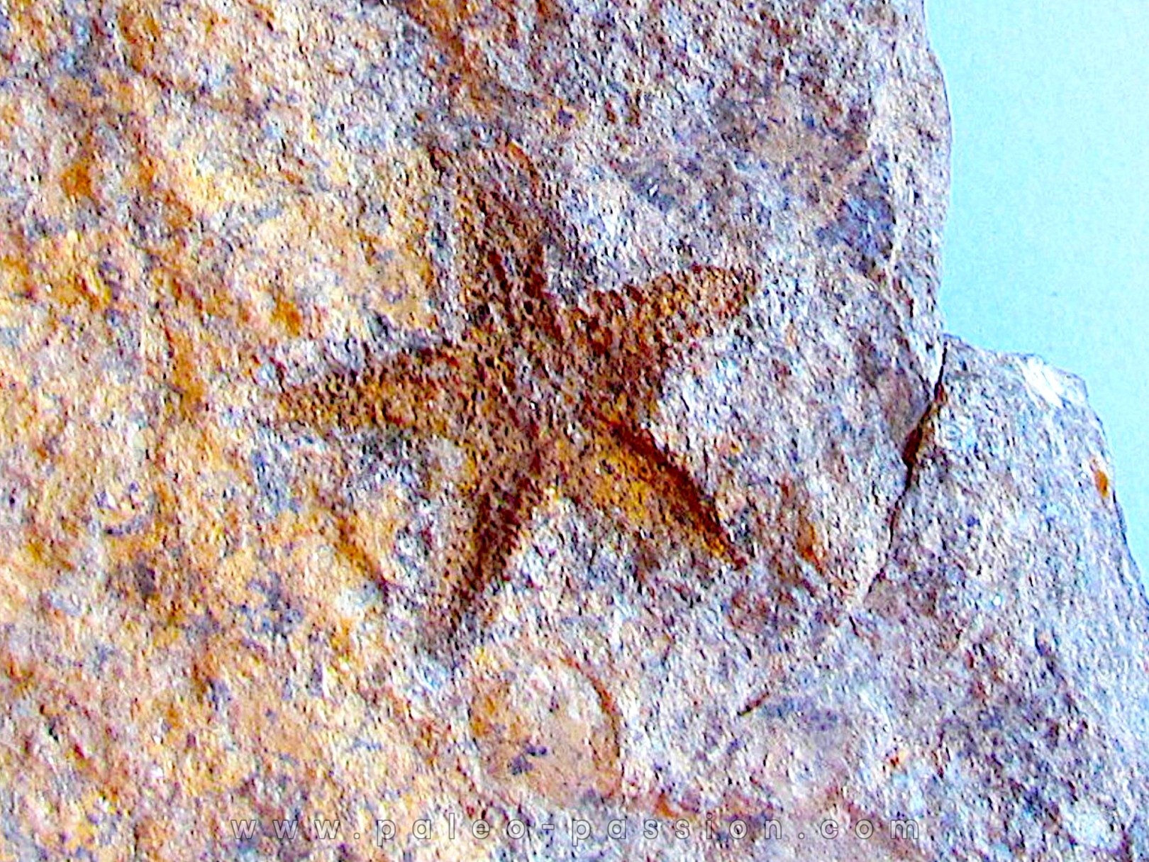 PROTOPALEASTER SP. (6)