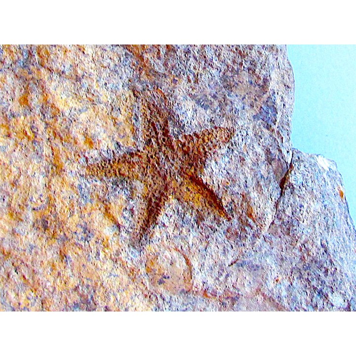 PROTOPALEASTER SP. (6)