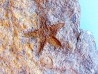 PROTOPALEASTER SP. (6)