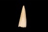 Richardoestesia gilmorei Hell Creek Formation upper cretaceous Dawson County, Montana - USA