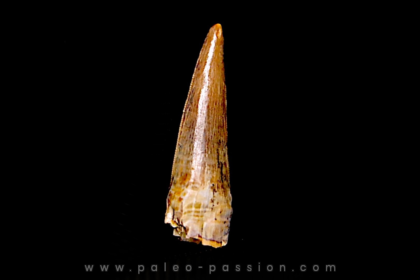 Richardoestesia gilmorei Hell Creek Formation crétacé supérieur Dawson County, Montana - USA