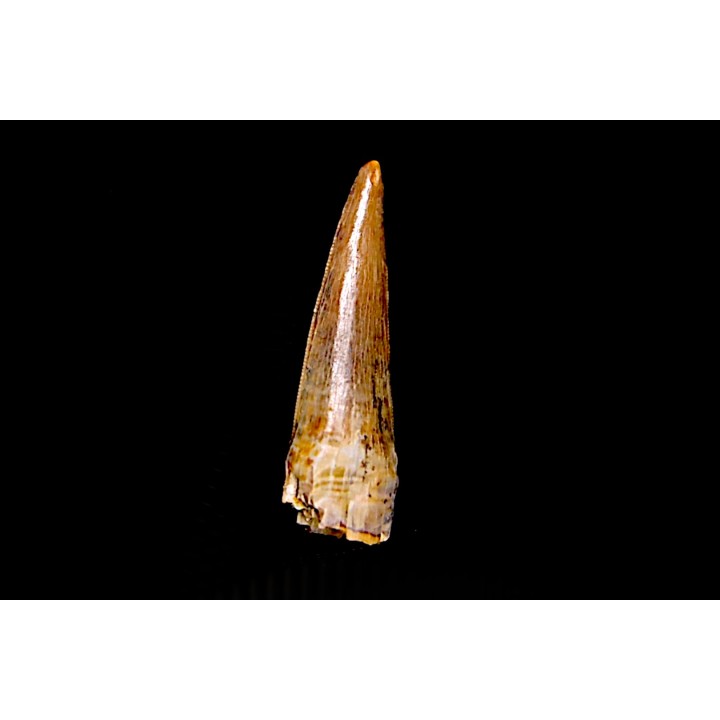 Richardoestesia gilmorei  Hell Creek  Formation  upper cretaceous  Dawson County, Montana - USA