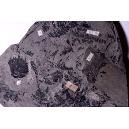 4 variétés de Fougères :ODONTOPTERIS CYCLOPTERIS CALAMITES CALAMOSTACHYS  Stephanian - Sanvignes les Mines (71) FRANCE