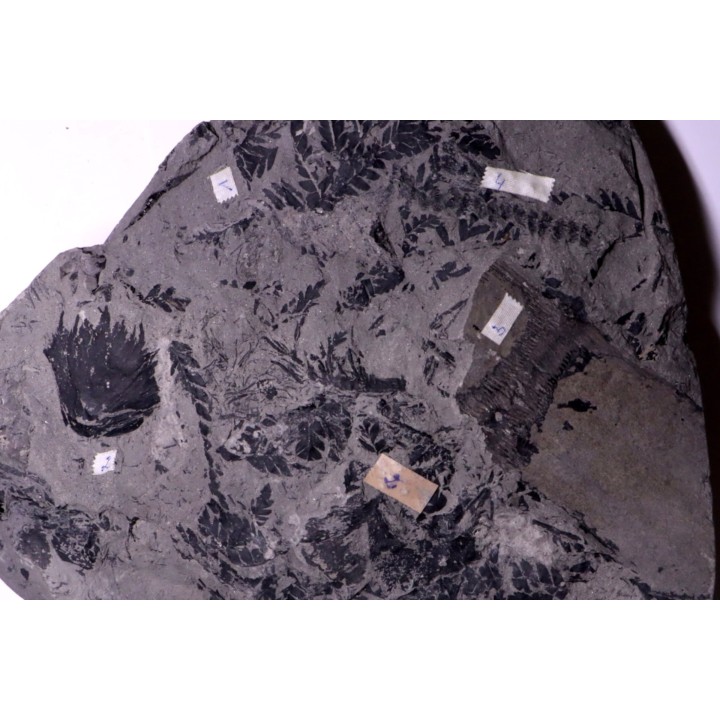 4 variétés de Fougères :ODONTOPTERIS CYCLOPTERIS CALAMITES CALAMOSTACHYS  Stephanian - Sanvignes les Mines (71) FRANCE