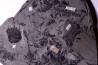 4 variétés de Fougères :ODONTOPTERIS CYCLOPTERIS CALAMITES CALAMOSTACHYS  Stephanian - Sanvignes les Mines (71) FRANCE