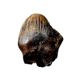 dinosaur tooth Denversaurus schlessmani - Maastrichtian (South Dakota)