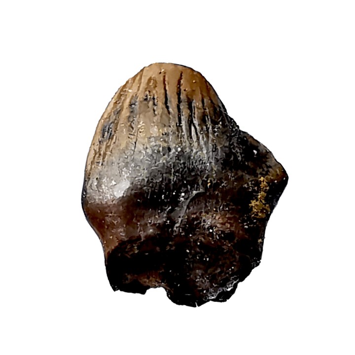 dinosaur tooth Denversaurus schlessmani - Maastrichtian (South Dakota)