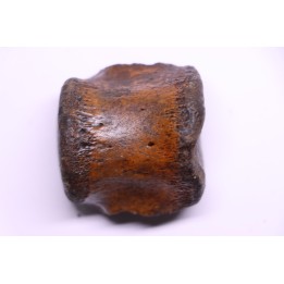 vertebra dinosaur hadrosaure : edmontosaure