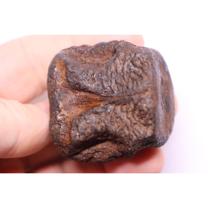 vertèbre de dinosaure HADROSAURE  edmontosaurus - Hell Creek  Fmt - crétacé supérieur - Montana - USA