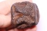 vertèbre de dinosaure HADROSAURE  edmontosaurus - Hell Creek  Fmt - crétacé supérieur - Montana - USA