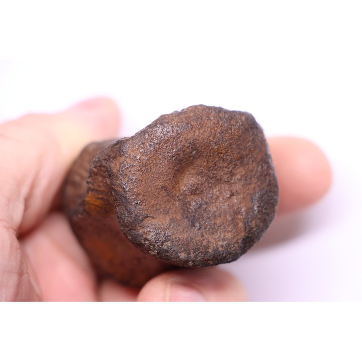 vertebra dinosaur hadrosaure : edmontosaure