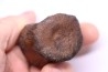 vertebra dinosaur hadrosaure : edmontosaure
