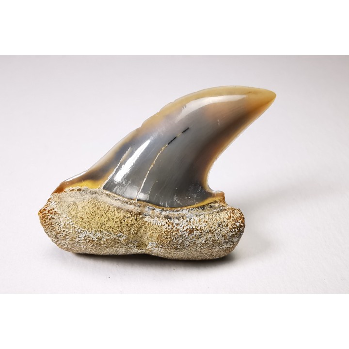 shark tooth: Cosmopolitodus planus - Miocene -  Bakersfield, California - USA