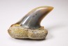 shark tooth: Cosmopolitodus planus - Miocene -  Bakersfield, California - USA