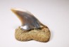 shark tooth: Cosmopolitodus planus - Miocene -  Bakersfield, California - USA