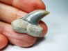 dent de requin: Cosmopolitodus planus - Miocène - Bakersfield, Californie - USA